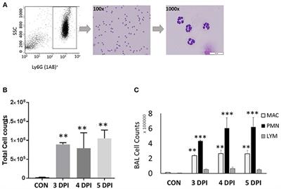 Neutrophils Induce a Novel Chemokine Receptors Repertoire During Influenza Pneumonia